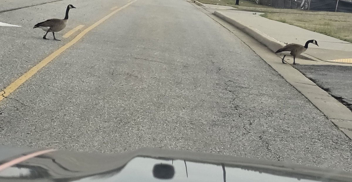 Echo SillyGoose Domino 🏳️🌈🏳️⚧️ tweet media