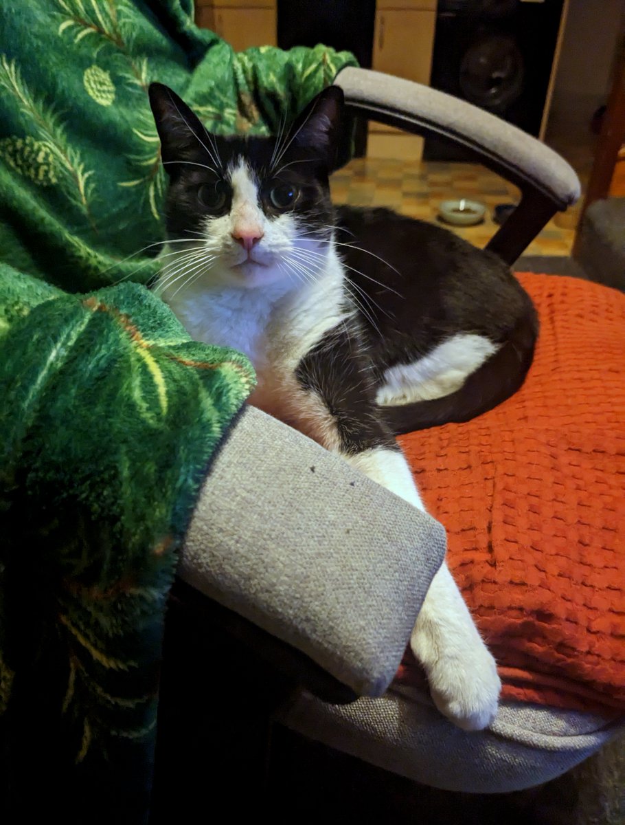 RetroCheating's tweet image. Feed me, Love me, Cuddle me, haha #Cat #Kitten #KittyCat #Pet #Animal #Cats #Kitty #Kitties #CuteCats #Meow #Catlife #Catlover #CatoftheDay #CuteKitty #CatDad #CatMum