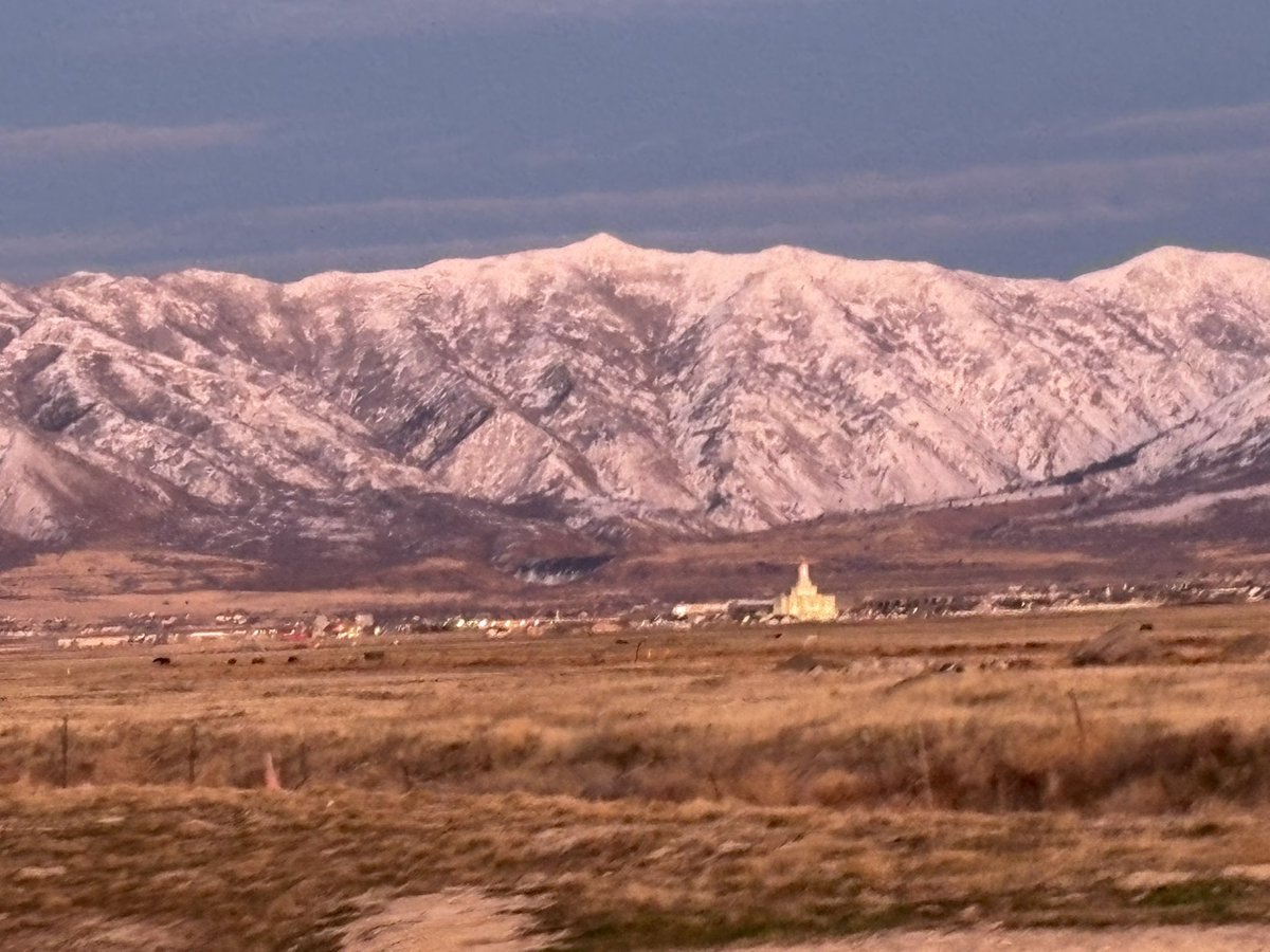 Michael Mower tweet media