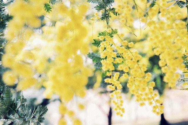 mats_mo's tweet photo. #ミモザの日 https://t.co/YsEUhqoO4F