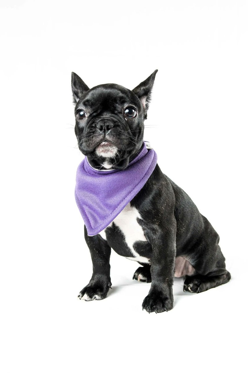 Gente por la Defensa Animal (GEPDA) tweet media