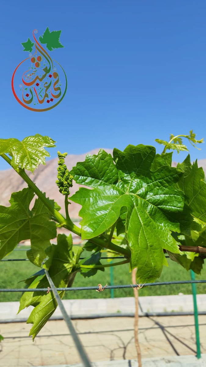 أبو الحسين tweet media