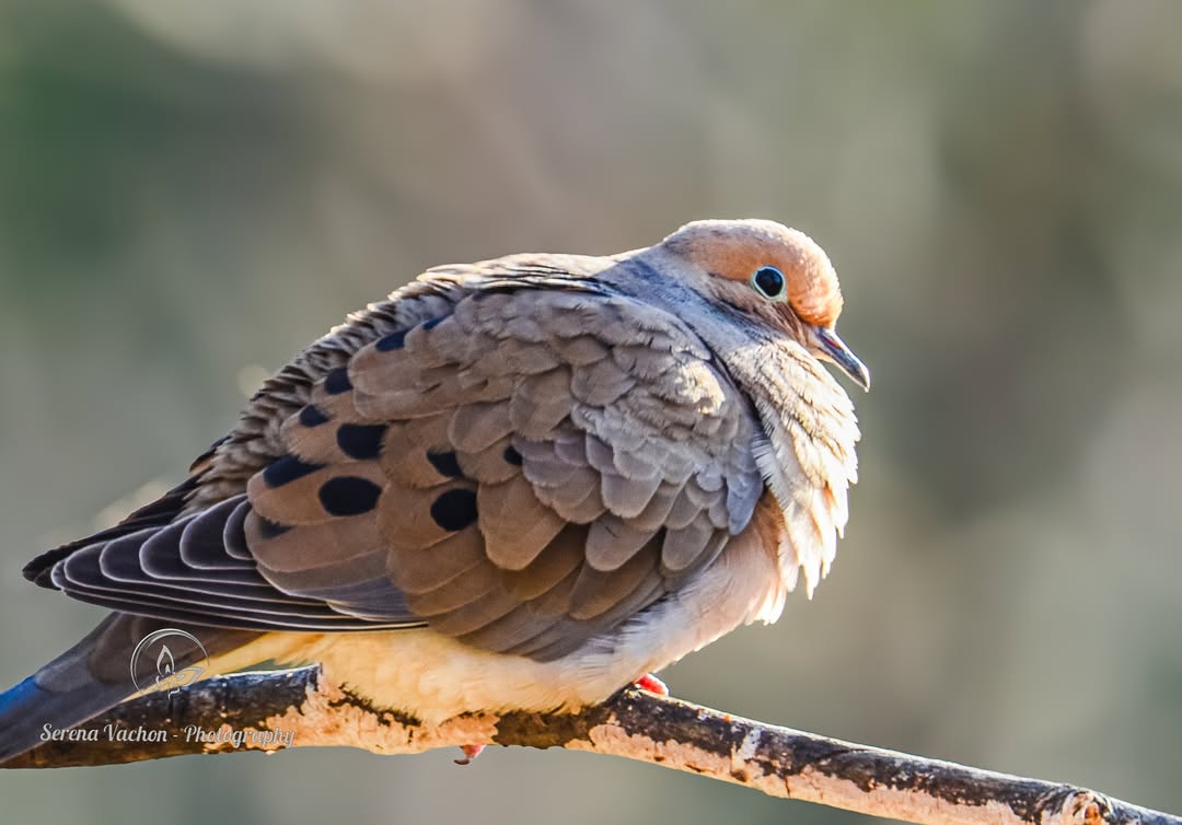SerenaVachon's tweet image. Mourning dove #dove #birds #birdphotography #BirdsOfX #NaturePhotography #nature #wildlife #wildlifephotography