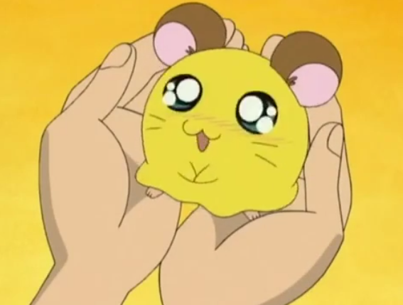 Cute Critter Of The Day tweet media