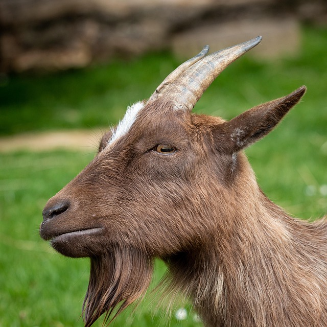 David Bahnan tweet media