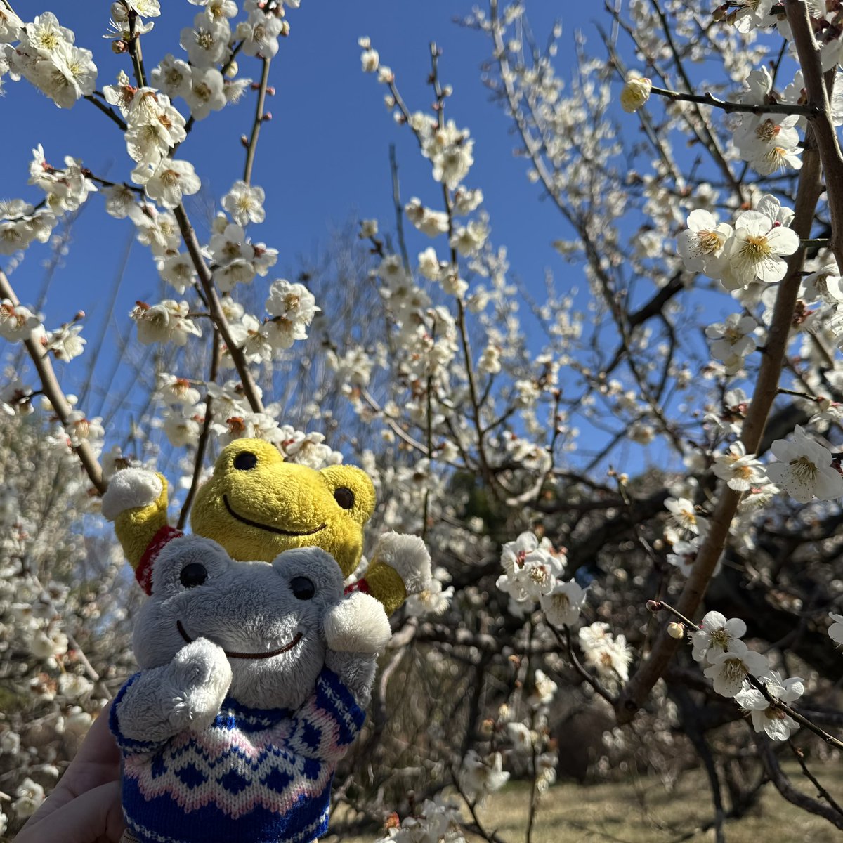 ちくわ@(´・ω・`) tweet media