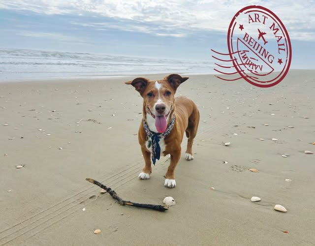 HouseCallVetNYC's tweet photo. I received this lovely postcard from my patient, “Pansy” and family who are away on vacation:
Hello from our Island Getaway! “After a cancer diagnosis, we wanted to support Pansy in any way we could. She was a little confused while the needles were happening, but Dr. Jeff was great at reading her energy and once the treatment was over she was so incredibly relaxed. Four months after a very scary diagnosis her immune system is revved up and she is still going strong!”