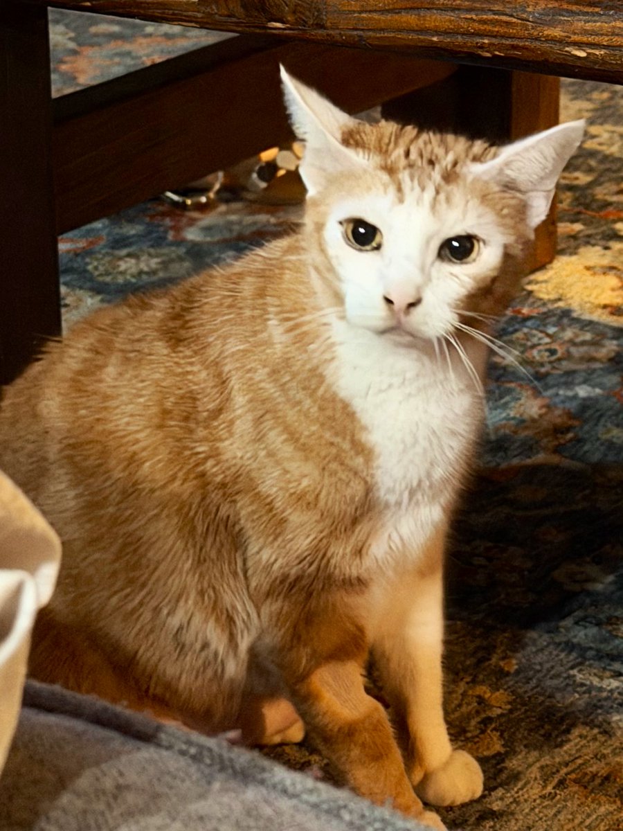 My new favorite song is “How We Roll” by Alvin &amp; the Chipmunks. Go listen and report back your thoughts.