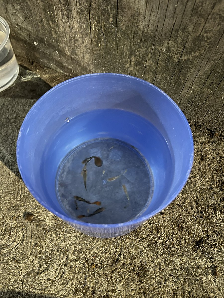 mgmh30's tweet photo. Rescatar peces ✔️ https://t.co/5hFVGNUVOq