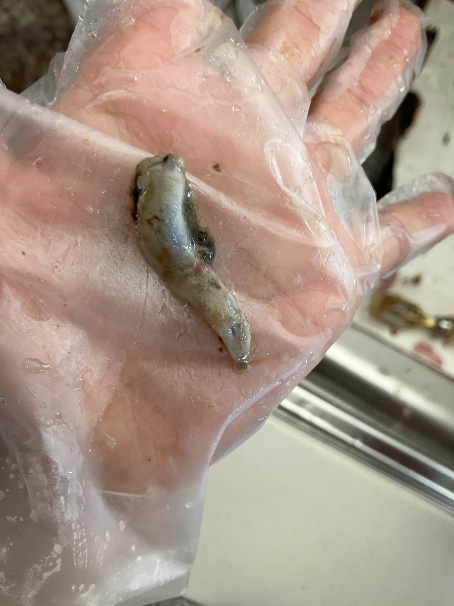 稚鮎とハク食べてるな
あとはアミも

稚鮎はそれなりにでかいぞ🤣