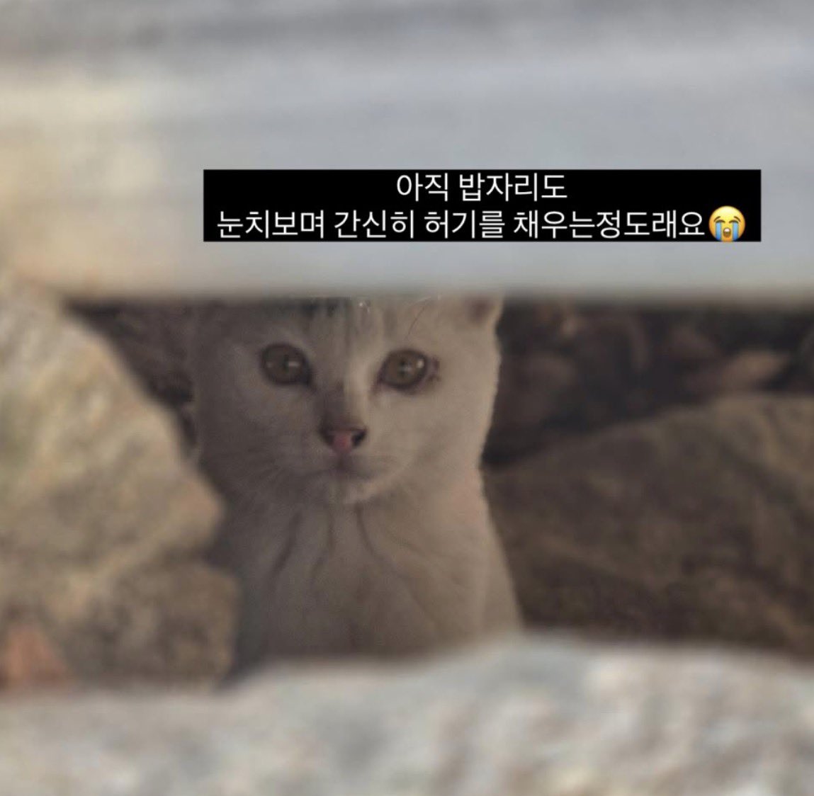 부산/경남) 3-4개월령 수컷 아가냥이고 주변 성묘들에게 공격을 받고 있다고 합니다.

#고양이입양 

instagram.com/p/DVioerPElJo/…
