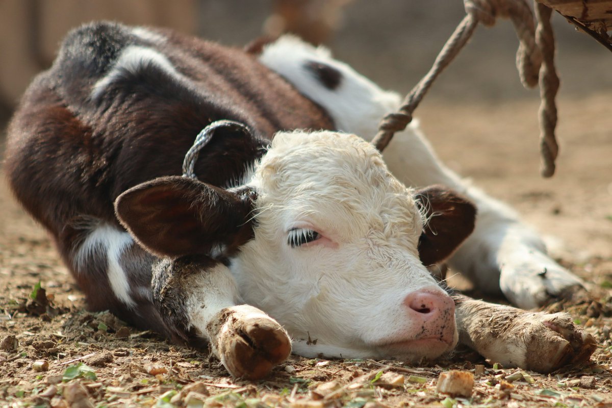 akun hewan | tapi bukan tweet media