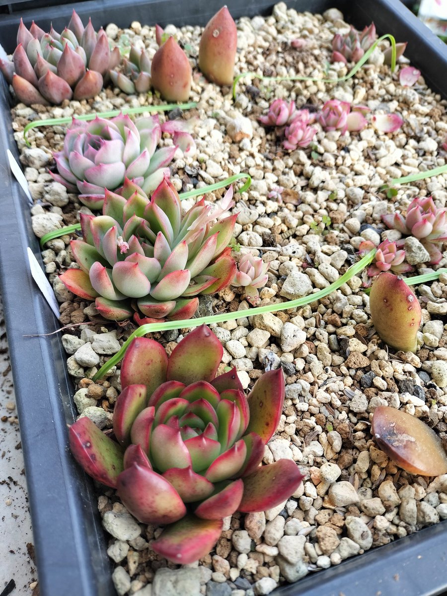 TanikuriT's tweet photo. 昨日は半日かけて植え替えやら植え付けやら頑張ったー😊久しぶりの多肉事楽しかったな。イベントで買ってきた苗も黒トレーで寝だししておいたから、すぐに根付くだろうし。3月の間に胴切りも進めないと！ https://t.co/3RFzfcuimH