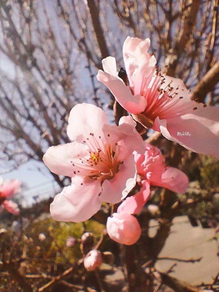 Bluemoonkari's tweet image. もも

って
どういう
いきさつ
で

こんな
に
かわいい
なまえ
に
なったんだろう

#ｽﾃｷﾅｼｭｳﾏﾂｦｵｽｺﾞｼﾃﾞｽｶ
#ﾊﾞﾀﾊﾞﾀｲｿｶﾞｼｸﾏﾀﾞﾀｲﾁｮｳﾓﾌﾙﾜｽﾞ
#SpringHasSprung