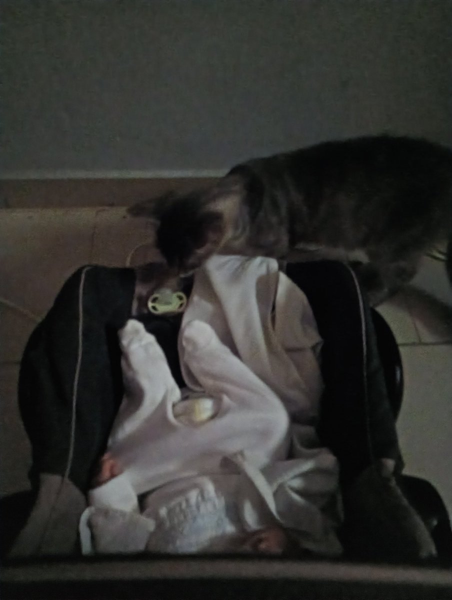 ripkaede's tweet photo. Ella quiere y a la vez no entiende que está pasando pero duerme lo más  cerca de ella posible aún si la echo ella busca una ocasión para volver a acercarse y yo que tenía miedo que se ponga celosa https://t.co/Rf9Gwy3lCo