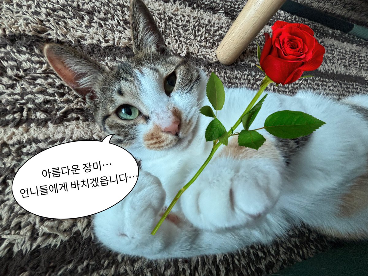 시스터들 토리에게 장미 한송이씩 받아가셔요