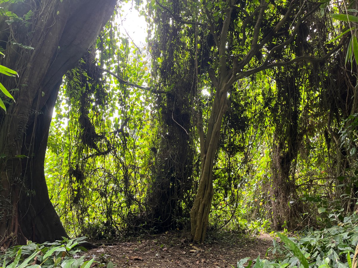 enhancing sama tweet media