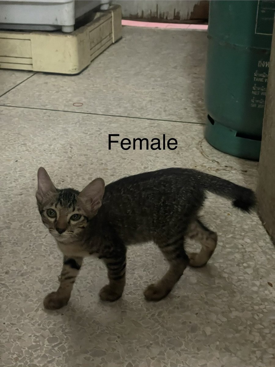 หาบ้านให้เด็กๆที่ร้านมีแมวจร6 ตัว สีส้ม3 สลิด3 มีใครสนใจรับเด็กๆไปอยู่ด้วยไหมคร้าา แมวเด็ก