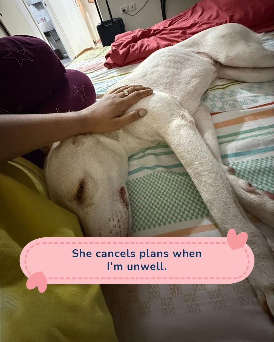 Zigly Pet Care tweet media