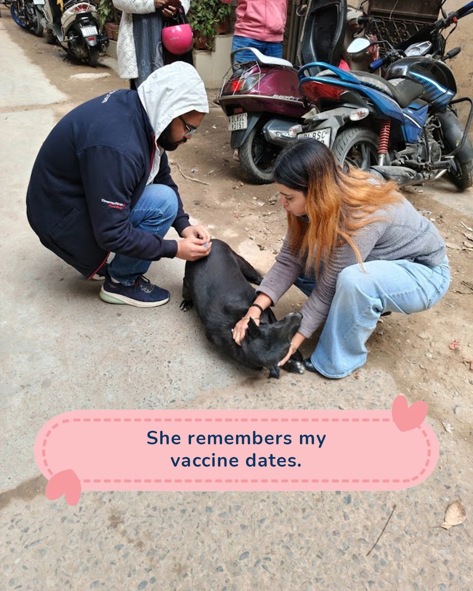 Zigly Pet Care tweet media