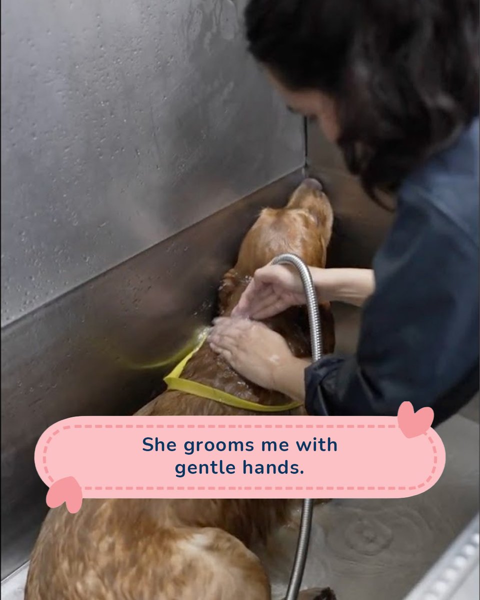 Zigly Pet Care tweet media