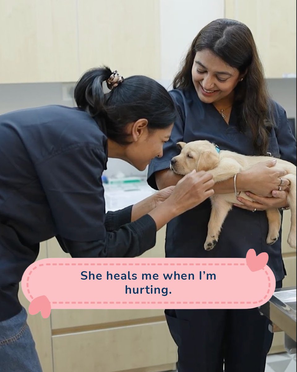 Zigly Pet Care tweet media