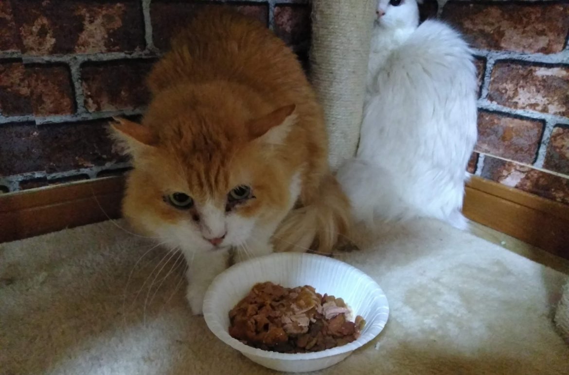 パンチが飛ぶほどの攻撃性はありましたが
猫同士は良好。。。

ぽんたろうさんだけに心を許し、
爪切り.ブラッシングまでさせてくれるように
なっていました。

とても可愛がって頂きました🙏

10歳は過ぎてると思います。