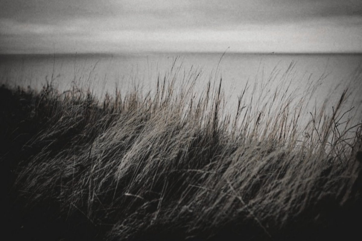 𝐗𝐂. Layev, dalton tweet media