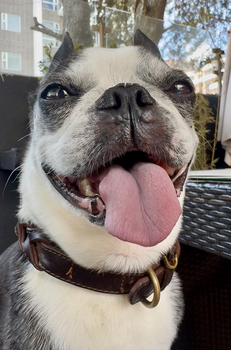 Esta es la cara de una Boston Terrier que ya puede volver a casa 🐾
¡Tan valiente Lola!