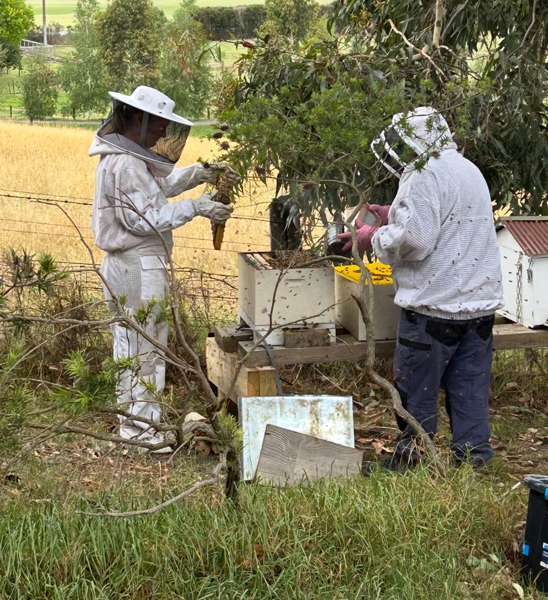 _ChemKid's tweet image. First batch of honey for 2026 🍯 🐝 #beekeeping