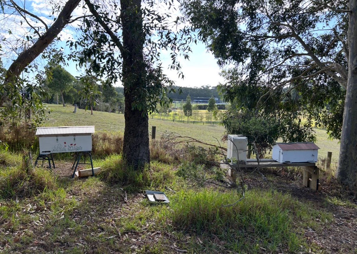 _ChemKid's tweet image. First batch of honey for 2026 🍯 🐝 #beekeeping