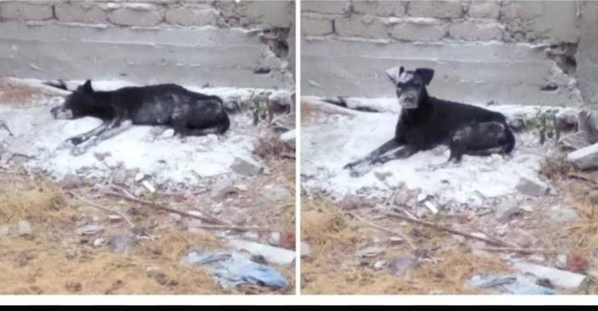 Scratch du Coapa 🇧🇷 tweet media