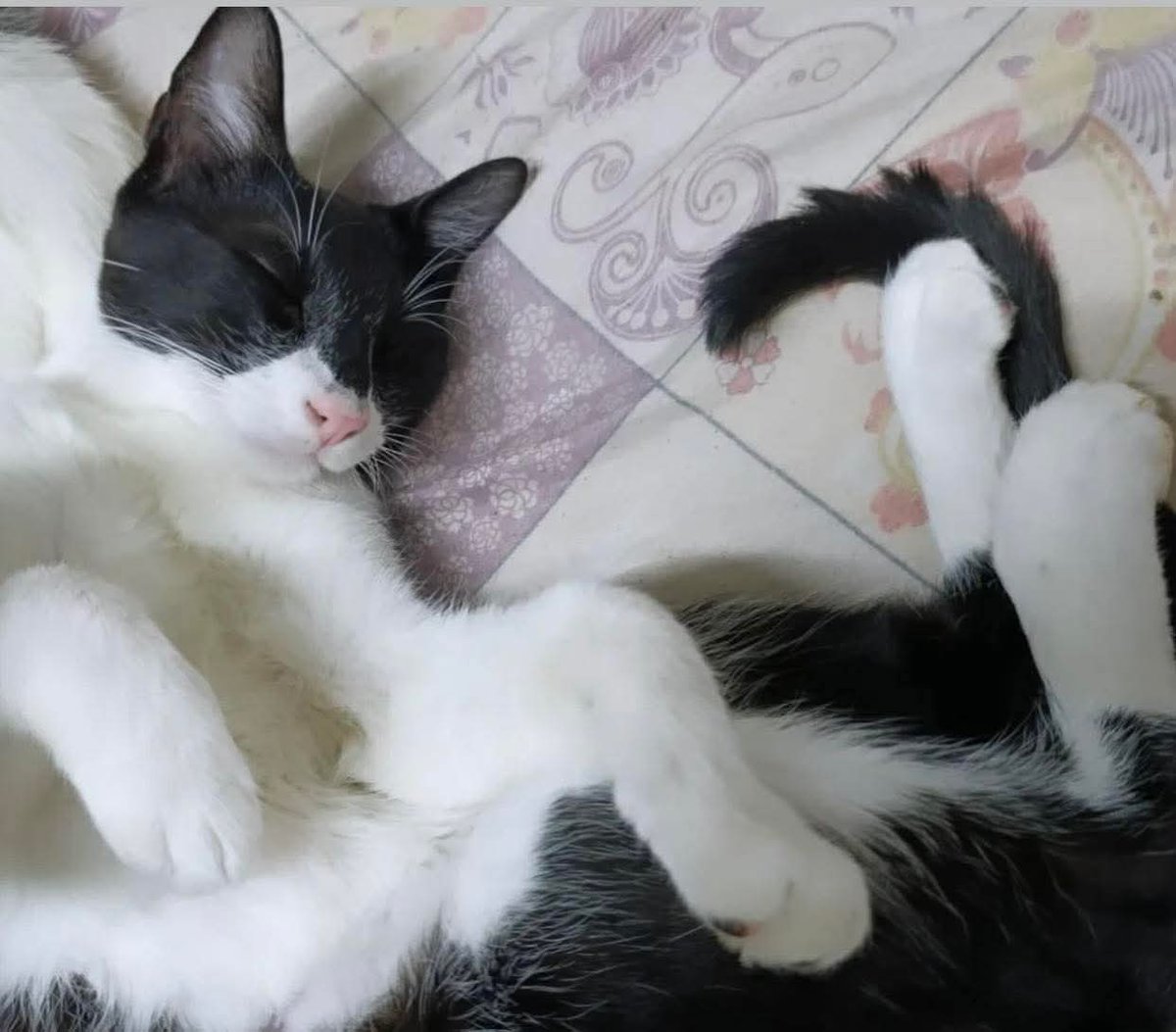 GATITO EN ADOPCION EN PARQUE AVELLANEDA
Gatito en adopcion, re mimoso.
Macho de 11 meses, castrado y vacunado. Es vif vilef negativo
Se lleva al domicilio del adoptante en caba o cercanias
Contacto: 11 5335-6646 (Belen)

#GatitosenadopciondefansZONACABA