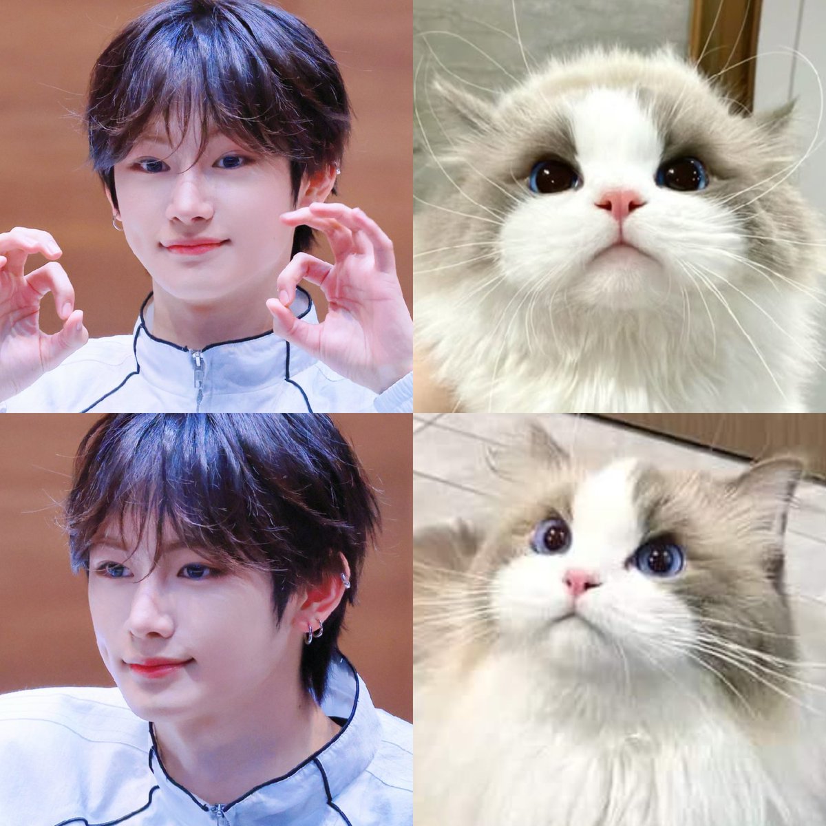 imhirayaliu's tweet photo. catxin is so cute 🤍 https://t.co/7GfNAVwZVP