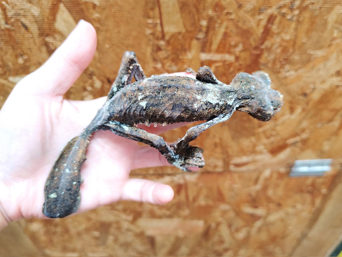 SAURIA守口店 tweet media