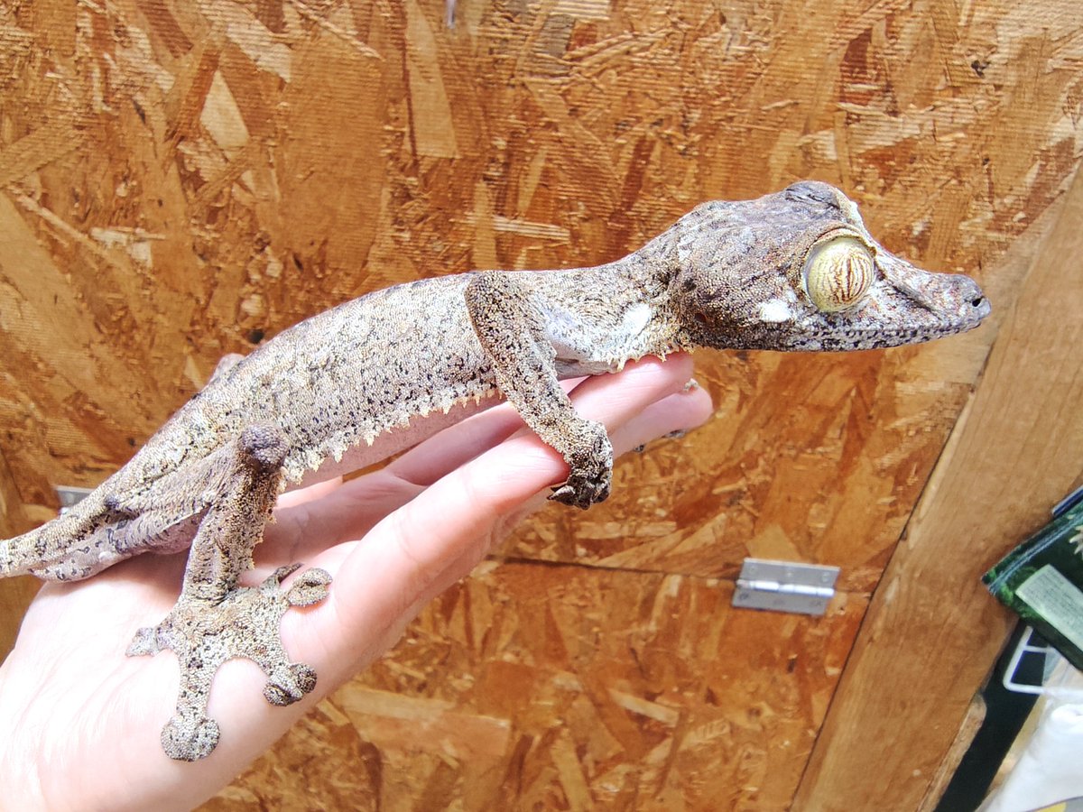 SAURIA守口店 tweet media