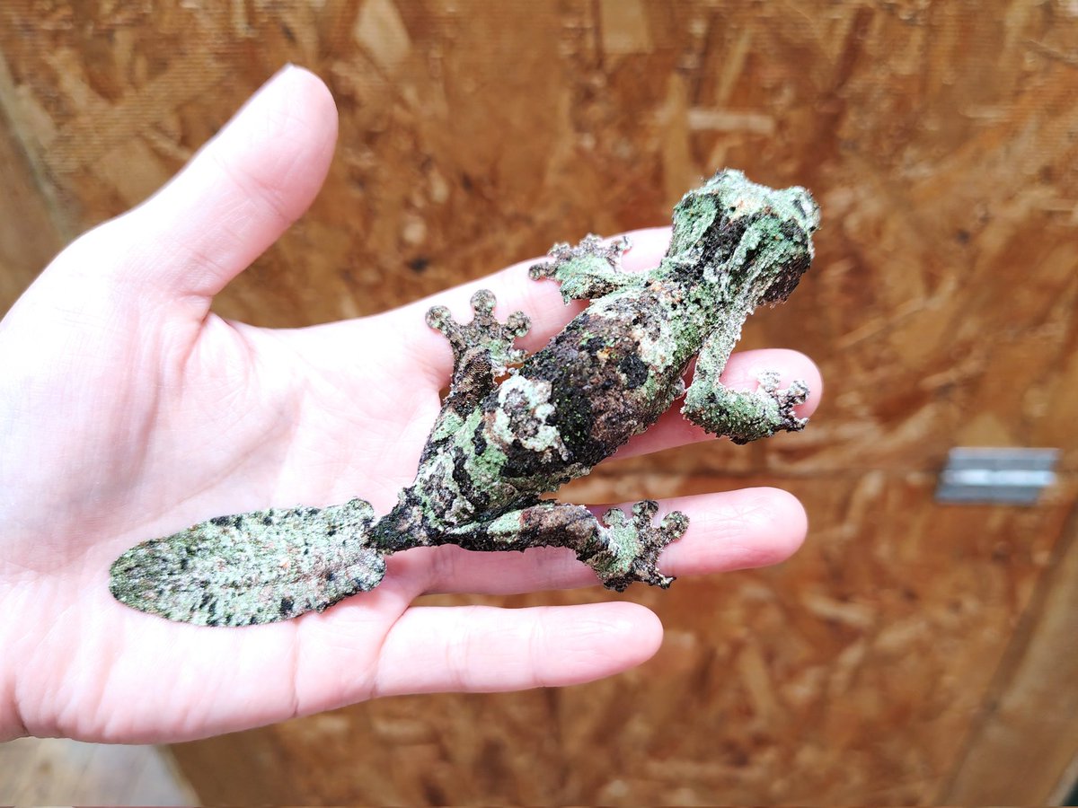 SAURIA守口店 tweet media