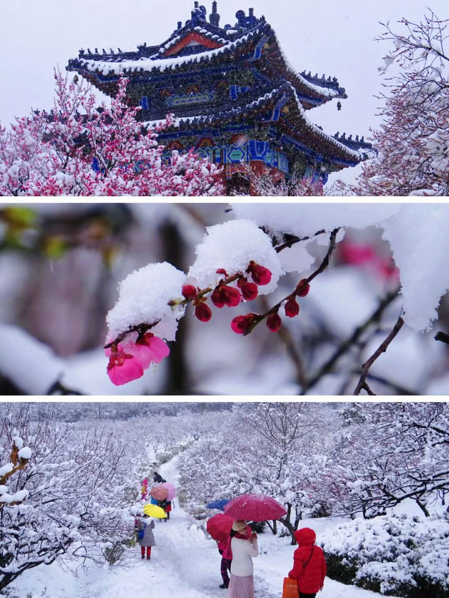 lihanghong1988's tweet photo. 明孝陵梅花山｜古诗词中的红梅傲雪 https://t.co/rnKWih3IkO