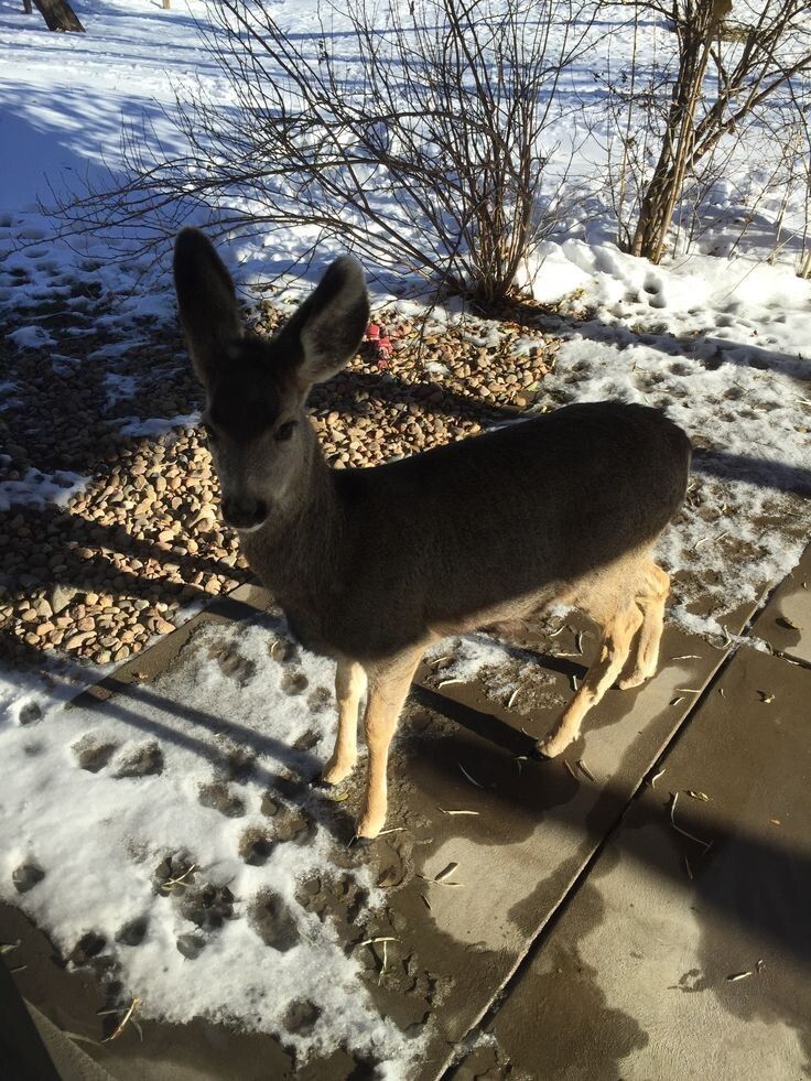 Deer in Places they Shouldn't Be tweet media