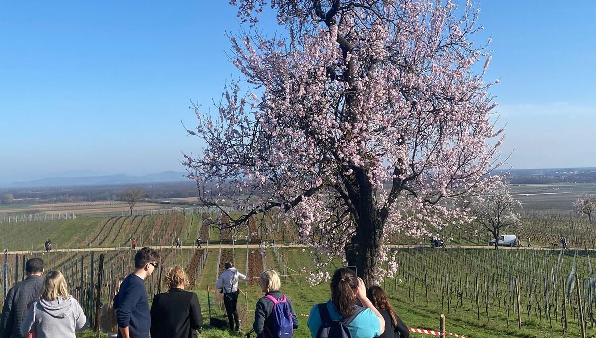 ICI Alsace tweet media