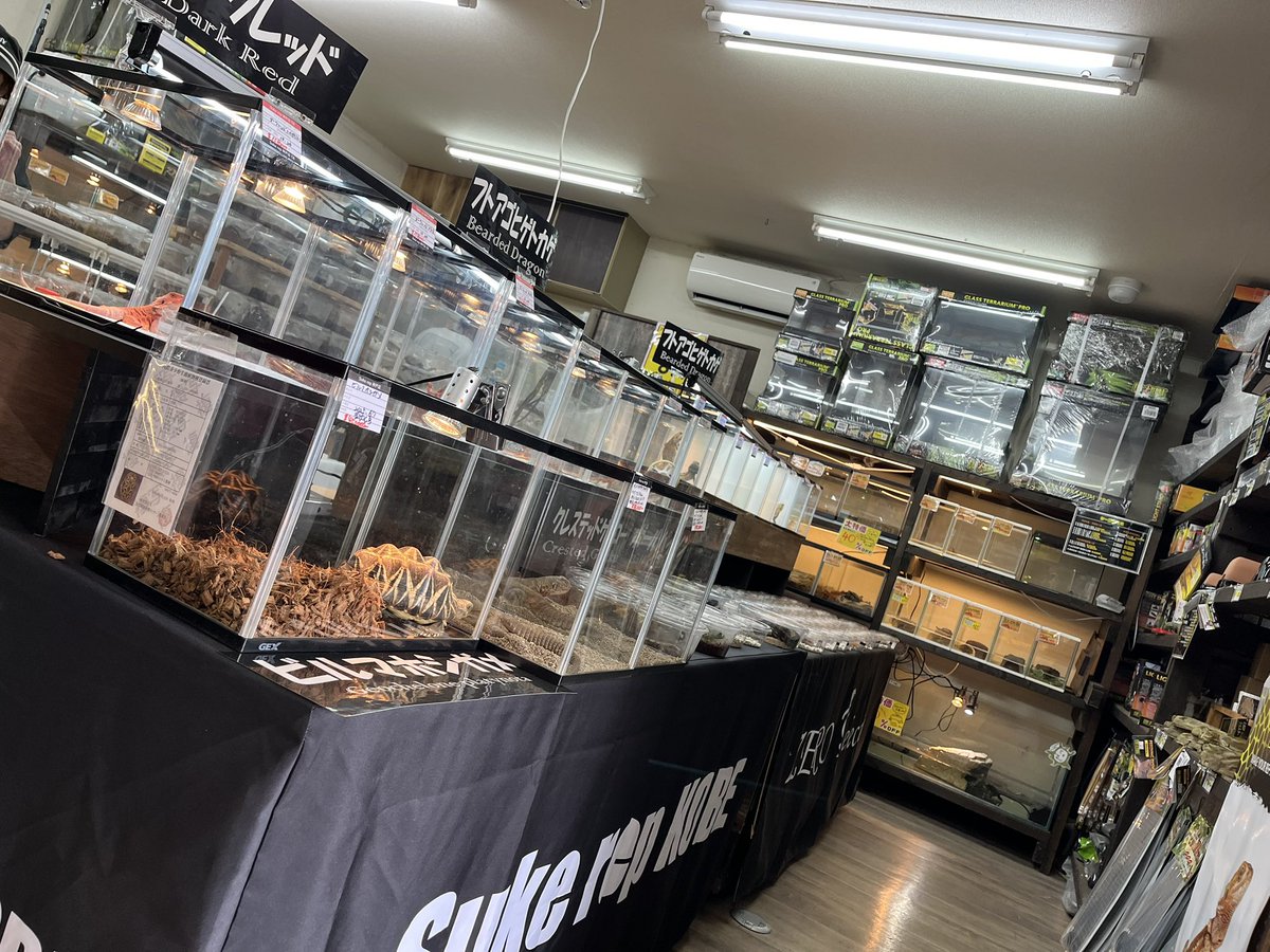 Suke Rep 神戸店 tweet media