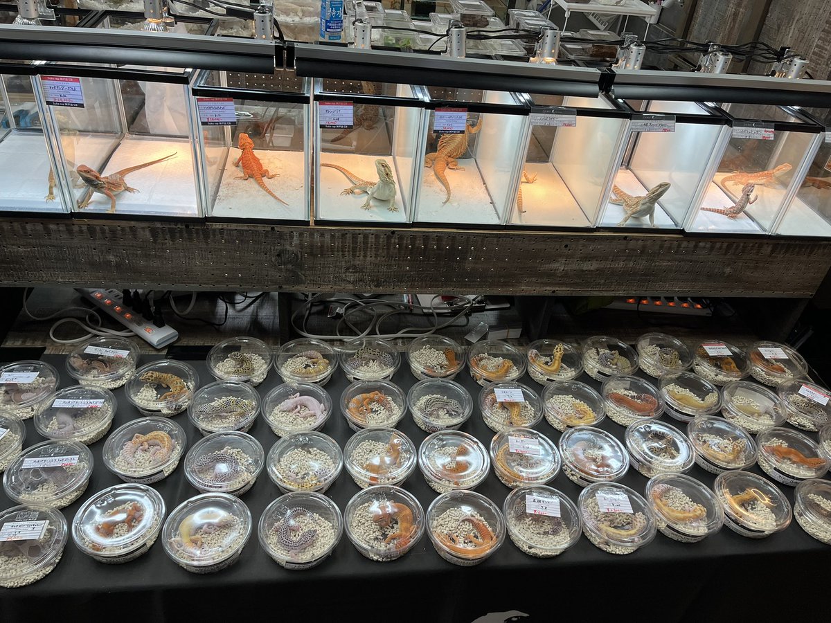 Suke Rep 神戸店 tweet media