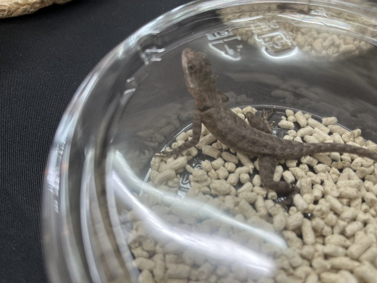 Suke Rep 神戸店 tweet media