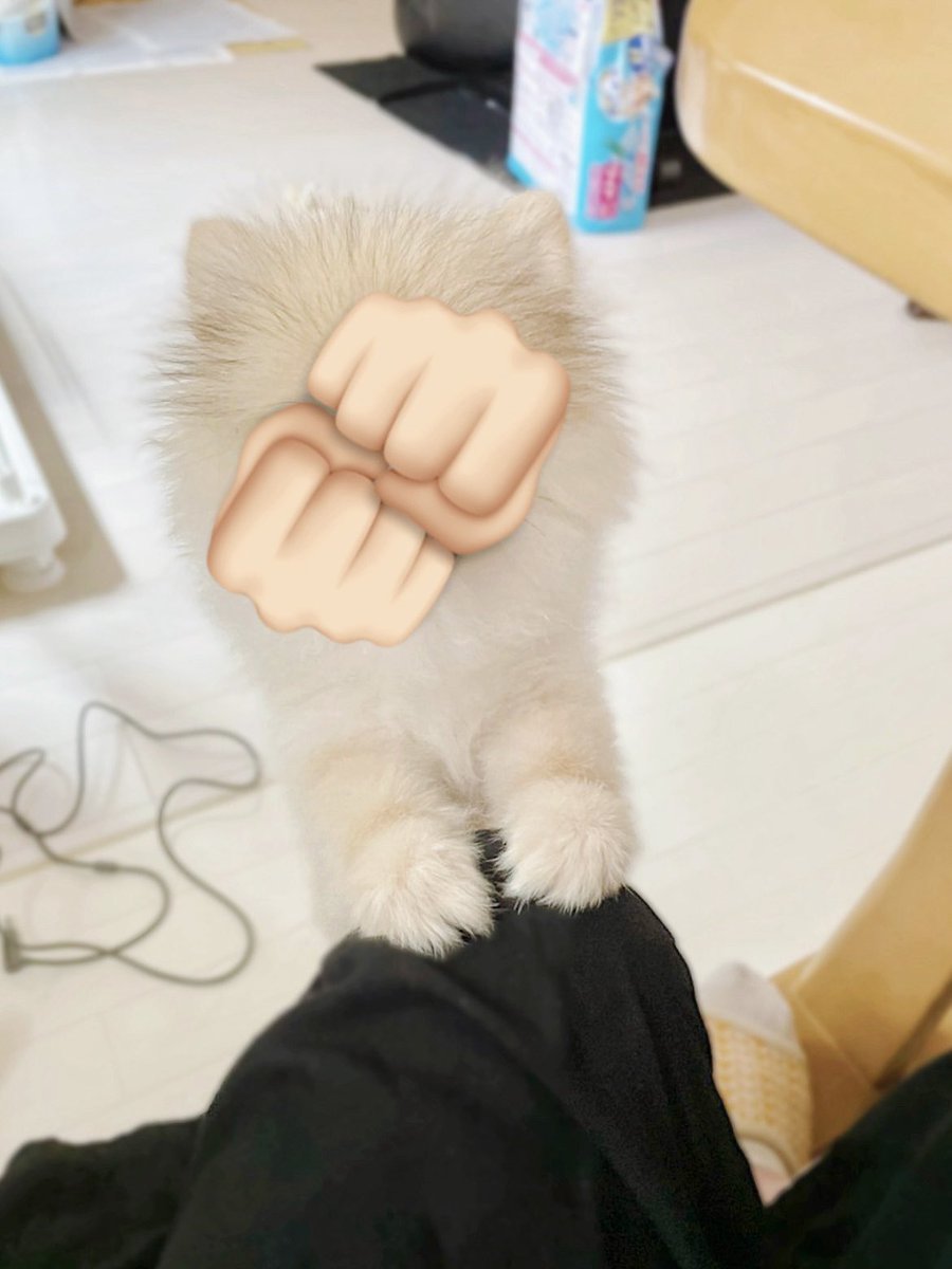 ぽんたと夢之介 tweet media