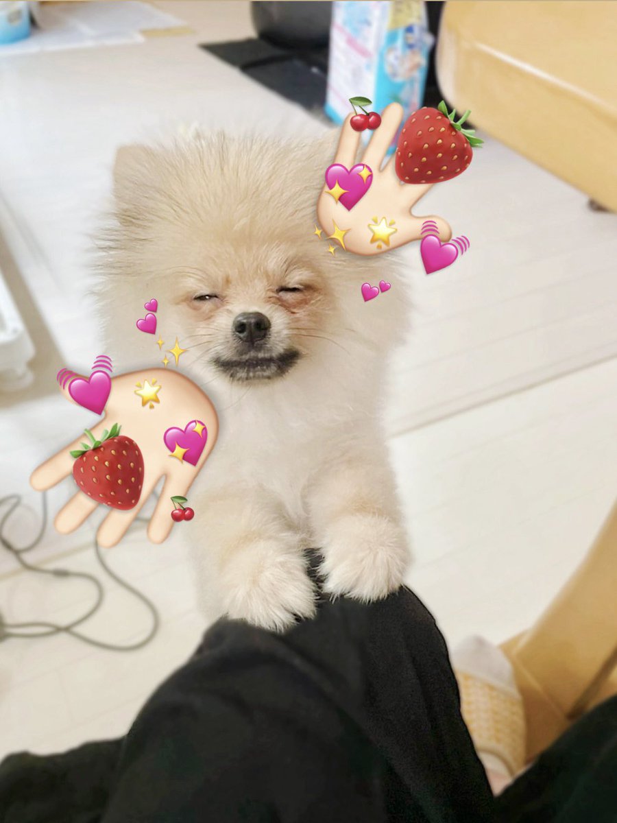 ぽんたと夢之介 tweet media