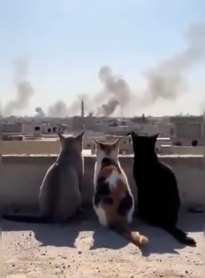 الذيول ?!
وهم يشاهدون ايران تحترق بصمت?
حين لا مفر ولا العراق سيحتويهم مره اخرى