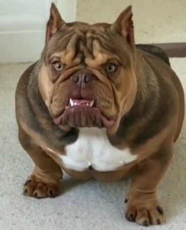 twitchfrozen's tweet photo. @StableRonaldo thats my dog jason https://t.co/AUcVeWRivh