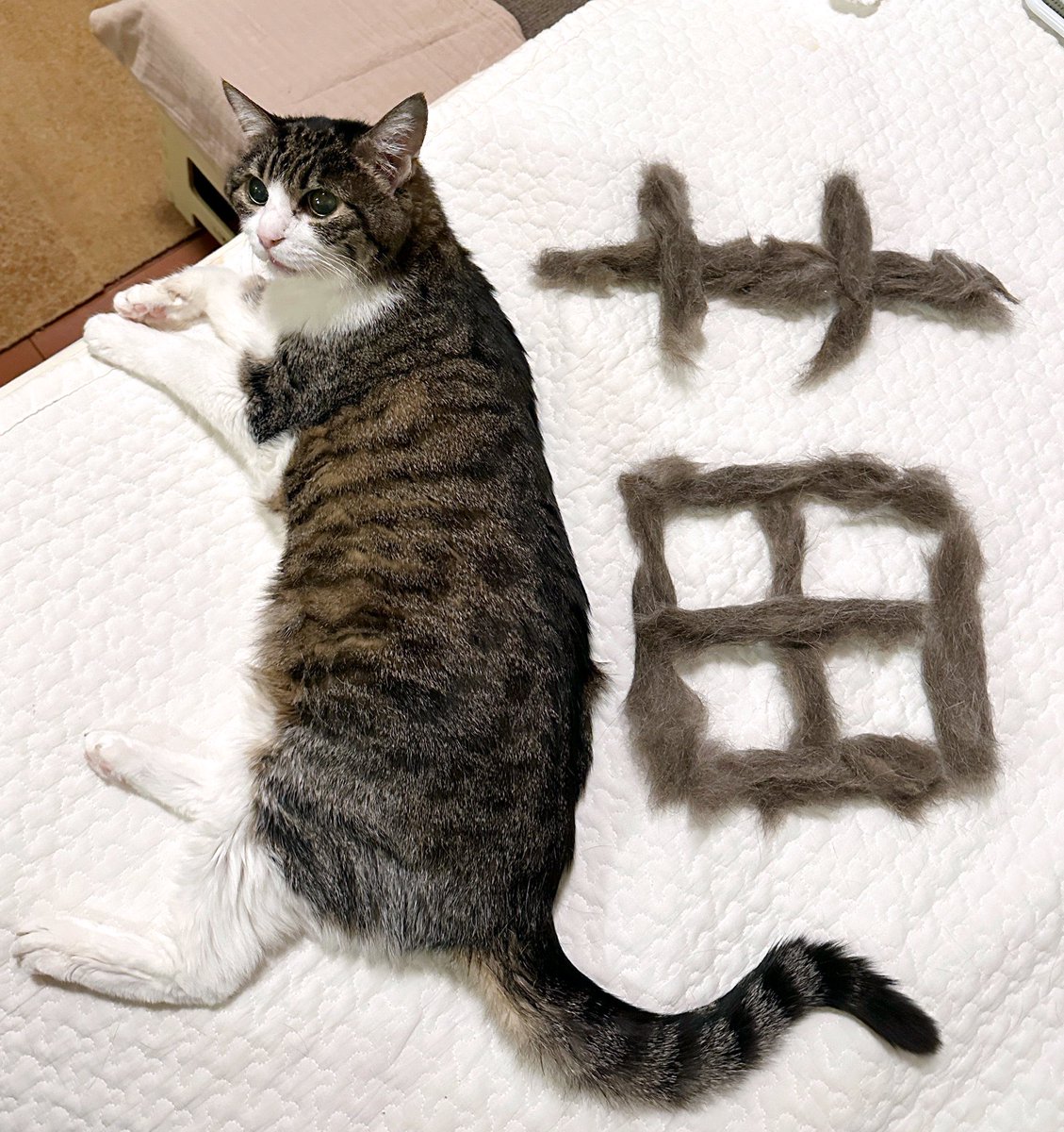 菊千代とmum (@y5_y5_san) / Posts / X