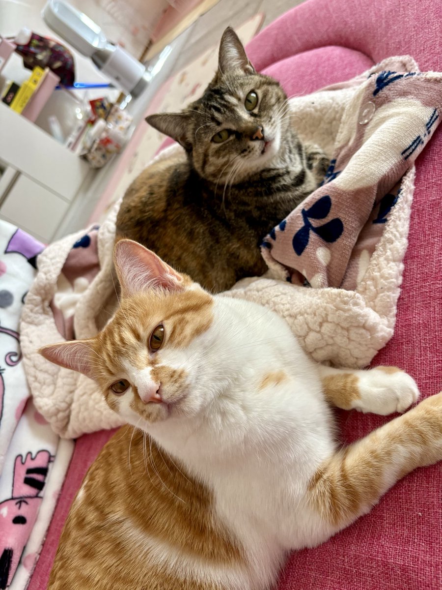 椅子取りゲーム勝者🏅
トイレにも行けない😹