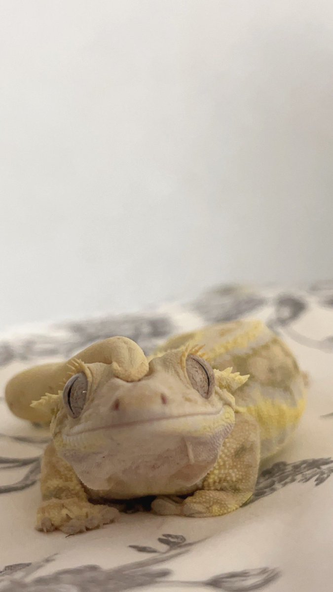 クレステッドじろう tweet media